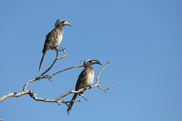 Grautoko / Grey Hornbill / Tockus nasutus