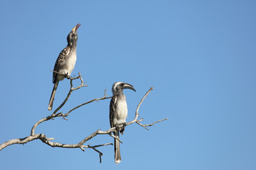 Grautoko / Grey Hornbill / Tockus nasutus