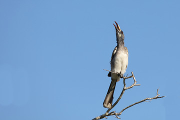 Grautoko / Grey Hornbill / Tockus nasutus