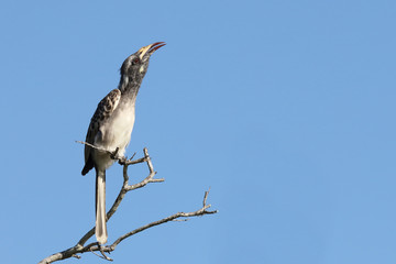 Grautoko / Grey hornbill / Tockus nasutus