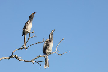 Grautoko / Grey hornbill / Tockus nasutus