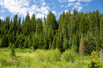 trees in forest hiking green organic nature peace life summer green relax and explore 