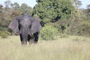 Afrikanischer Elefant / African elephant / Loxodonta africana