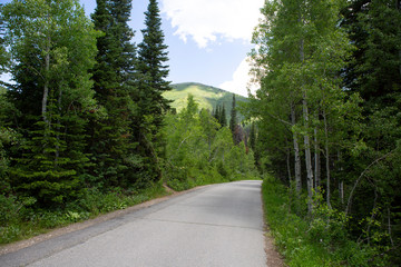 trees in forest hiking green organic nature peace life summer green relax and explore 