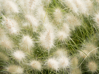 Pennisetum alopecuroides - Herbe aux écouvillons aux épis soyeux blanc