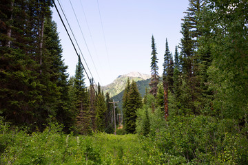 trees in forest hiking green organic nature peace life summer green relax and explore 