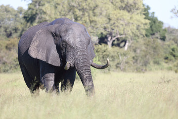 Afrikanischer Elefant / African elephant / Loxodonta africana