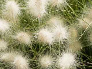 Pennisetum alopecuroides - Herbe aux écouvillons aux épis soyeux blanc