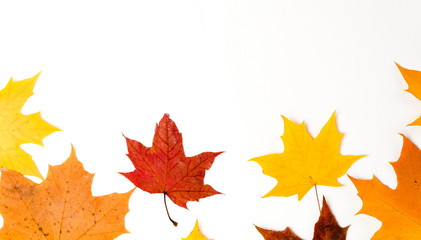 Autumn composition, maple leaves, top view, flat lay. Border made from color falling maple leaves