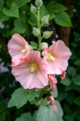 Beautiful flowers of pink mallow with yellow pistil.