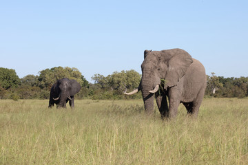 Afrikanischer Elefant / African elephant / Loxodonta africana