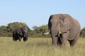 Fototapeta premium Afrikanischer Elefant / African elephant / Loxodonta africana