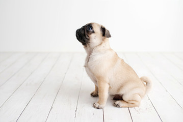An adorable pug puppy sitting on white wood background