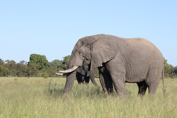 Afrikanischer Elefant / African elephant / Loxodonta africana