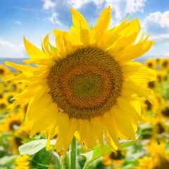 Obraz premium Sunflower flower against the blue sky and a blossoming field.