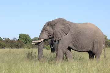 Afrikanischer Elefant / African elephant / Loxodonta africana