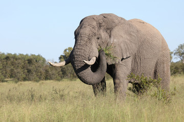 Fototapeta premium Afrikanischer Elefant / African elephant / Loxodonta africana