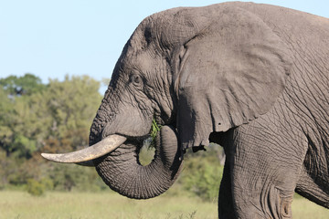 Afrikanischer Elefant / African elephant / Loxodonta africana