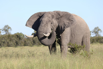 Afrikanischer Elefant / African elephant / Loxodonta africana