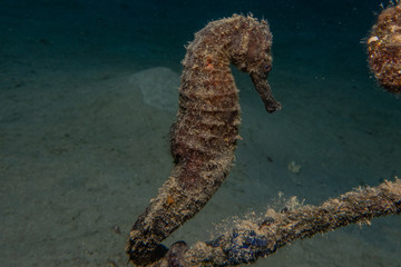Hippocampus Sea ​​horse in the Red Sea Colorful and beautiful, Eilat Israel