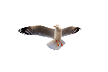 Dicut of the Seagull isolate on a white background. White bird is flying on white background.