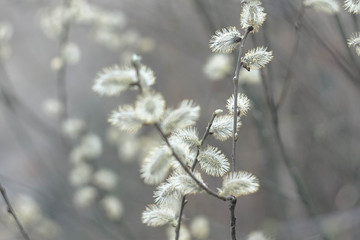 ветка дерева