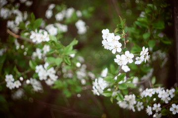 white flowers in garden