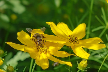 Biene auf Mädchenauge