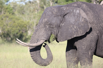 Afrikanischer Elefant / African elephant / Loxodonta africana