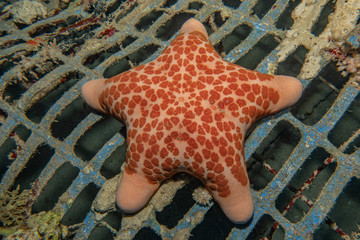 Starfish On the seabed in the Red Sea, eilat israel