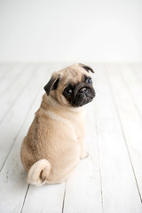 An adorable pug puppy sitting on white wood background looking back