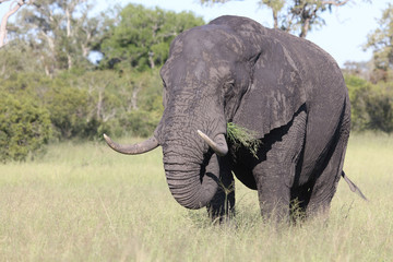 Afrikanischer Elefant / African elephant / Loxodonta africana