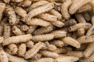 Many living larvae for fishing, background