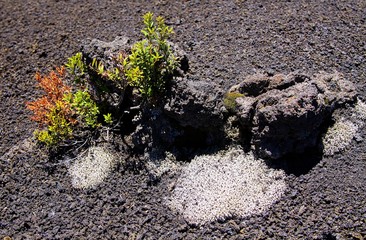 Isolated dried plants on black volcanic ashes in central Chile