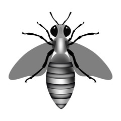 Black and white honey bee on white background. Vector illustration 2