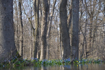 river and trees in the forest