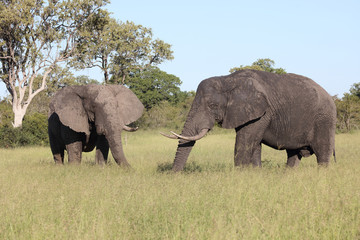 Fototapeta premium Afrikanischer Elefant / African elephant / Loxodonta africana