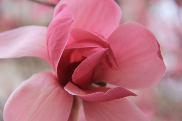 Beauty of Magnolia blossom