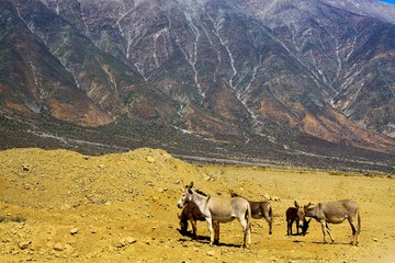 Herd of isolated wild feral desert donkeys (Equus asinus) on barren terrain in front of impressive mountain face at pacific coast of Chile