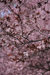 Cherry blossom