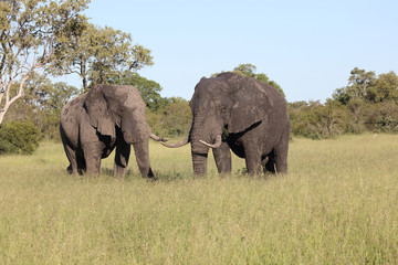 Afrikanischer Elefant / African elephant / Loxodonta africana