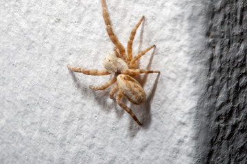 spider on white background