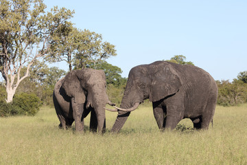 Fototapeta premium Afrikanischer Elefant / African elephant / Loxodonta africana