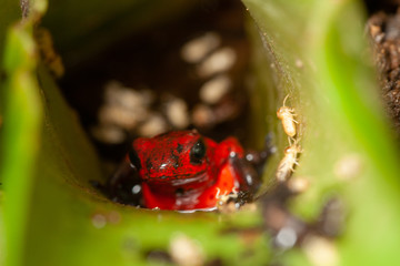 Poison Dart Frog eating termites