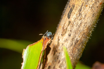 Beetle on leaf