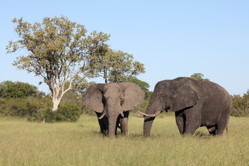 Obraz premium Afrikanischer Elefant / African elephant / Loxodonta africana