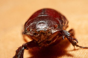 red beetle on white background