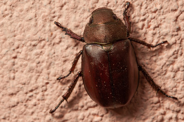 beetle on tan background