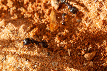 Ant's building a mound