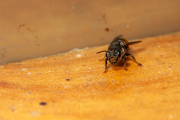 Tropical Carpenter Bee